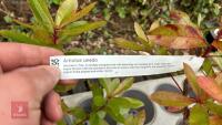 2 ARBUTUS UNEDO 'STRAWBERRY TREE' - 6