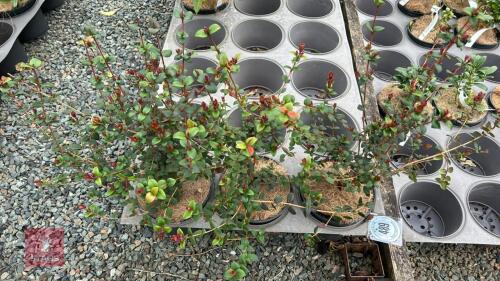 3 EVERGREEN SHRUBS