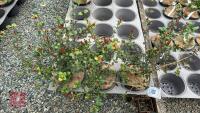 3 EVERGREEN SHRUBS