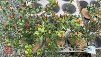 3 EVERGREEN SHRUBS - 2