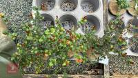 3 EVERGREEN SHRUBS - 4