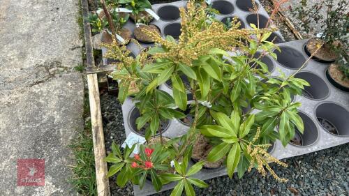 2 PIERIS FORMOSA FORRESTII SHRUBS