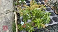 2 PIERIS FORMOSA FORRESTII SHRUBS