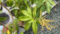 2 PIERIS FORMOSA FORRESTII SHRUBS - 2