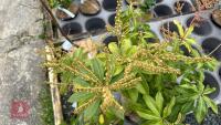 2 PIERIS FORMOSA FORRESTII SHRUBS - 3