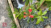 2 PIERIS FORMOSA FORRESTII SHRUBS - 4