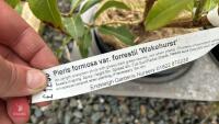 2 PIERIS FORMOSA FORRESTII SHRUBS - 5