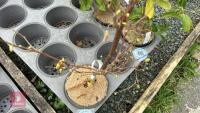 1 CORYLUS AVELLANA 'AUREA' SHRUB - 2