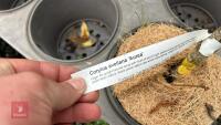 1 CORYLUS AVELLANA 'AUREA' SHRUB - 4