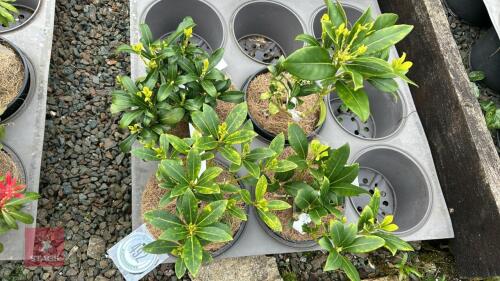4 SKIMMIA JAPANICA 'WAKEHURST WHITE'