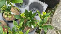 4 SKIMMIA JAPANICA 'WAKEHURST WHITE' - 2