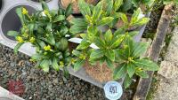 4 SKIMMIA JAPANICA 'WAKEHURST WHITE' - 3