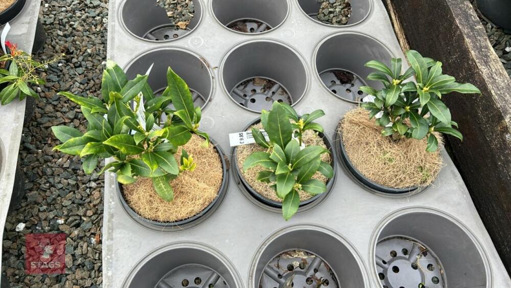 3 SKIMMIA JAPANICA 'WAKEHURST WHITE'