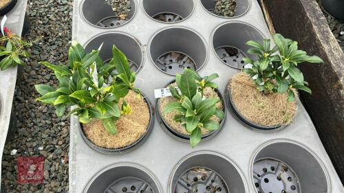 3 SKIMMIA JAPANICA 'WAKEHURST WHITE'
