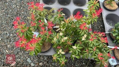 6 PIERIS 'FOREST FLAME'