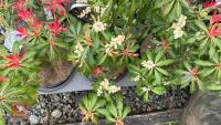6 PIERIS 'FOREST FLAME' - 3