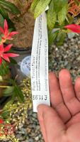 6 PIERIS 'FOREST FLAME' - 5