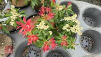 5 PIERIS 'FOREST FLAME' - 2