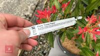 5 PIERIS 'FOREST FLAME' - 4