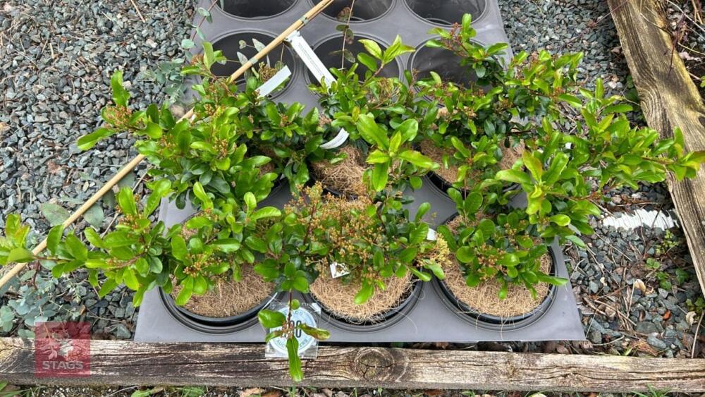 6 PYRACANTHA 'CADROU' (SAPHYR RED)