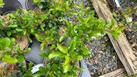 6 PYRACANTHA 'CADROU' (SAPHYR RED) - 2