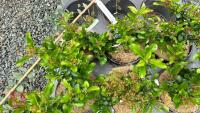 6 PYRACANTHA 'CADROU' (SAPHYR RED) - 3