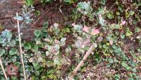 5 EUCALYPTUS GUNNNII TREES - 2