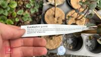 5 EUCALYPTUS GUNNNII TREES - 4