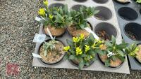 5 MIXED EVERGREEN SHRUBS