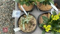 5 MIXED EVERGREEN SHRUBS - 2
