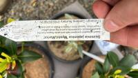 5 MIXED EVERGREEN SHRUBS - 5