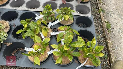 5 AUCUBA JAPONICA 'ROZANNIE' SHRUBS