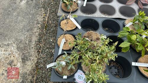 5 MIXED SHRUBS