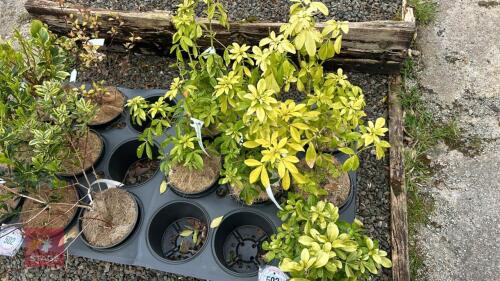 7 CHOISYA TERNATA 'SUNDANCE' SHRUB