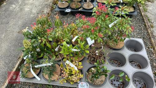 13 MIXED SHRUBS/ PLANTS