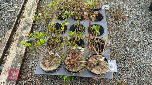 3 AZALEA EVERGREENS