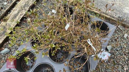 3 AZALEA EVERGREENS