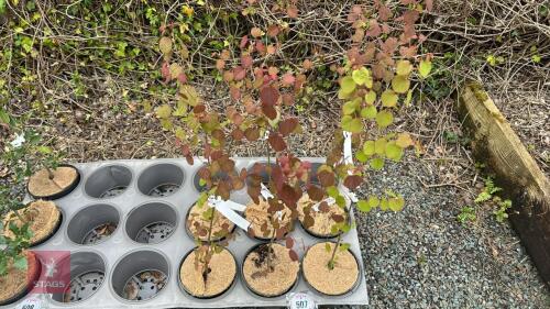 6 CERCIDIPHYLLUM JAPONICUM TREES