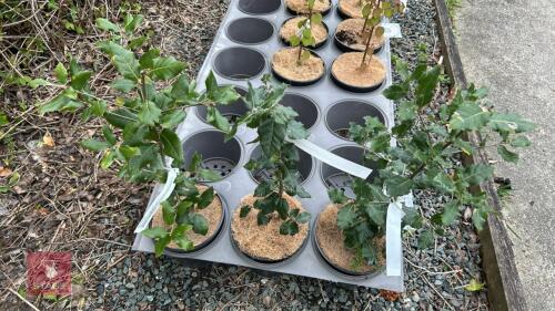 3 QUERCUS ILEX OAK TREES