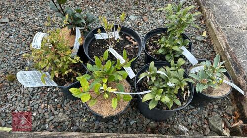 7 MIXED SHRUBS