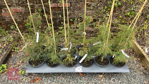 12 CRYPTOMERIA JAPANICA CEDER TREES