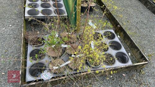 9 MIXED ABELIAL SHRUBS