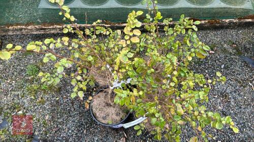 4 AZARA DENTATA SHRUBS