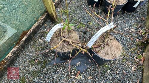 2 CEANOTHUS 'YANKEE POINT' SHRUBS
