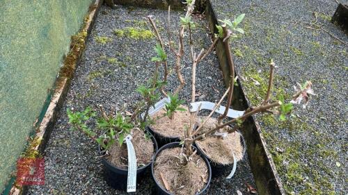 4 MIXED BUDDLEJA PLANTS