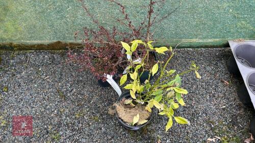 3 MIXED SHRUBS