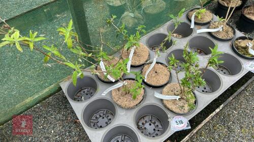 5 MIXED BUDDLEJA PLANTS