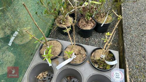 3 MIXED BUDDLEJA PLANTS