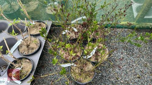 5 CEANOTHUS THYRSIFLORUS 'SKYLARK' SHRUB
