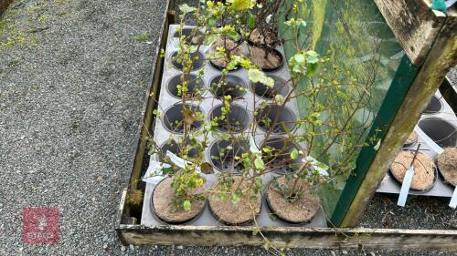 3 AZARA SERRATA EVERGREEN SHRUB